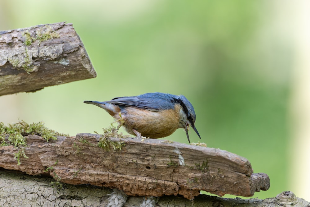 a small bird perched on a piece of wood