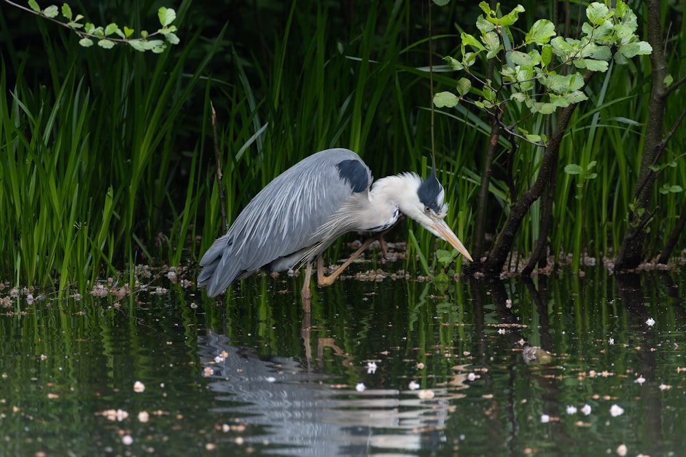 a bird with a long beak standing in the water