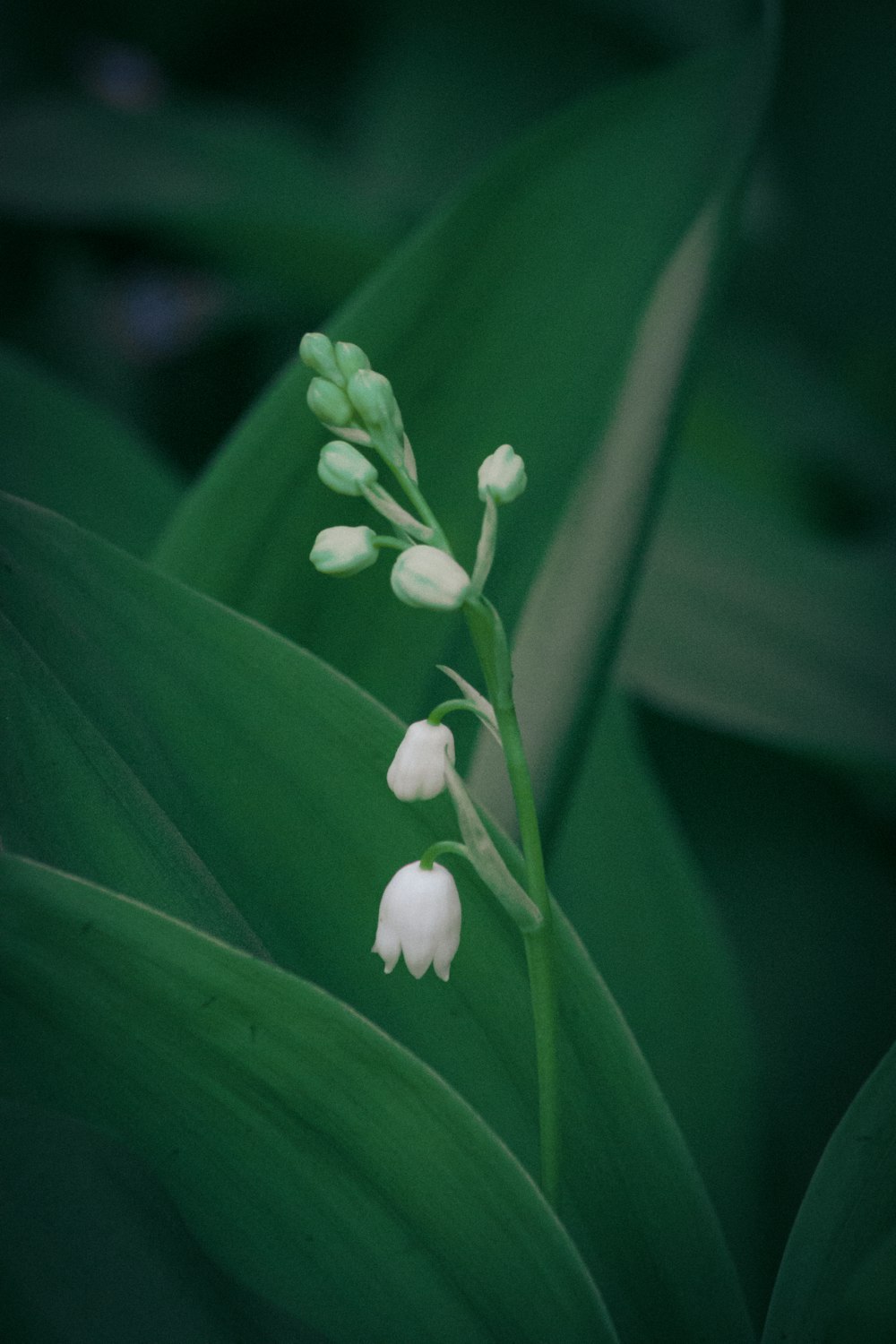 Un primer plano de una flor en una planta