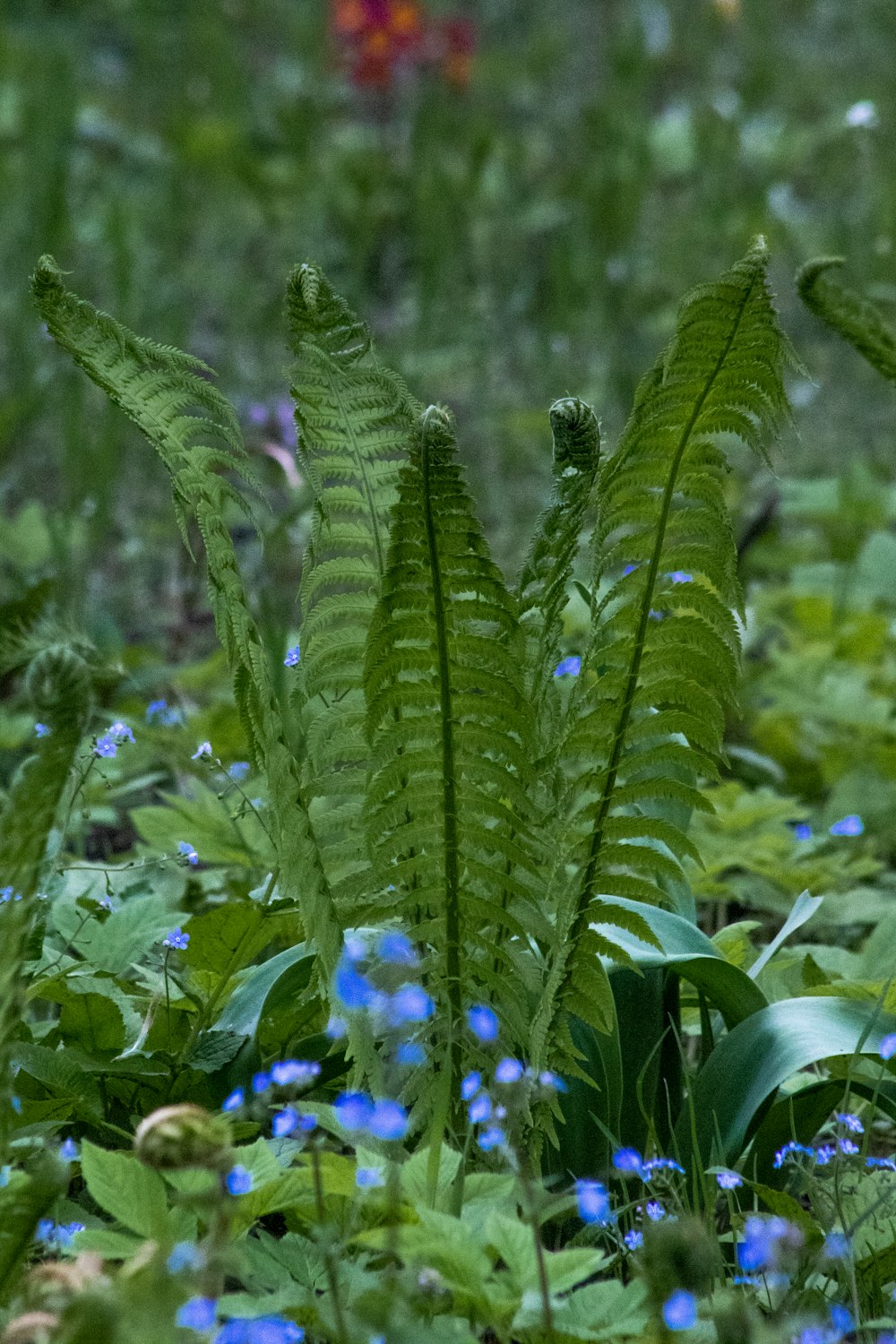 a bunch of plants that are in the grass