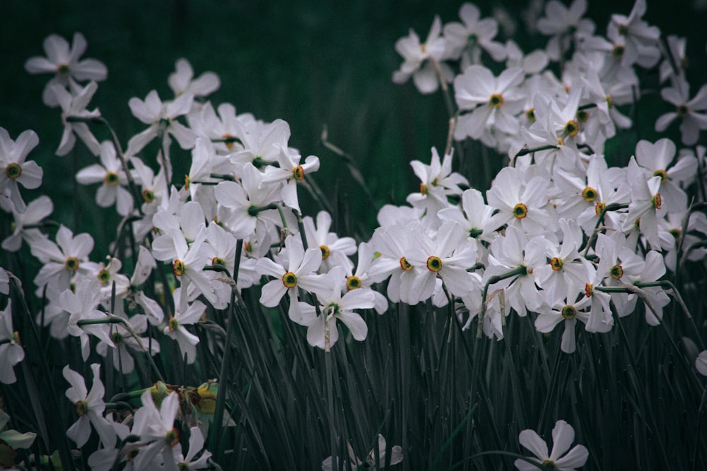 a bunch of white flowers in a field