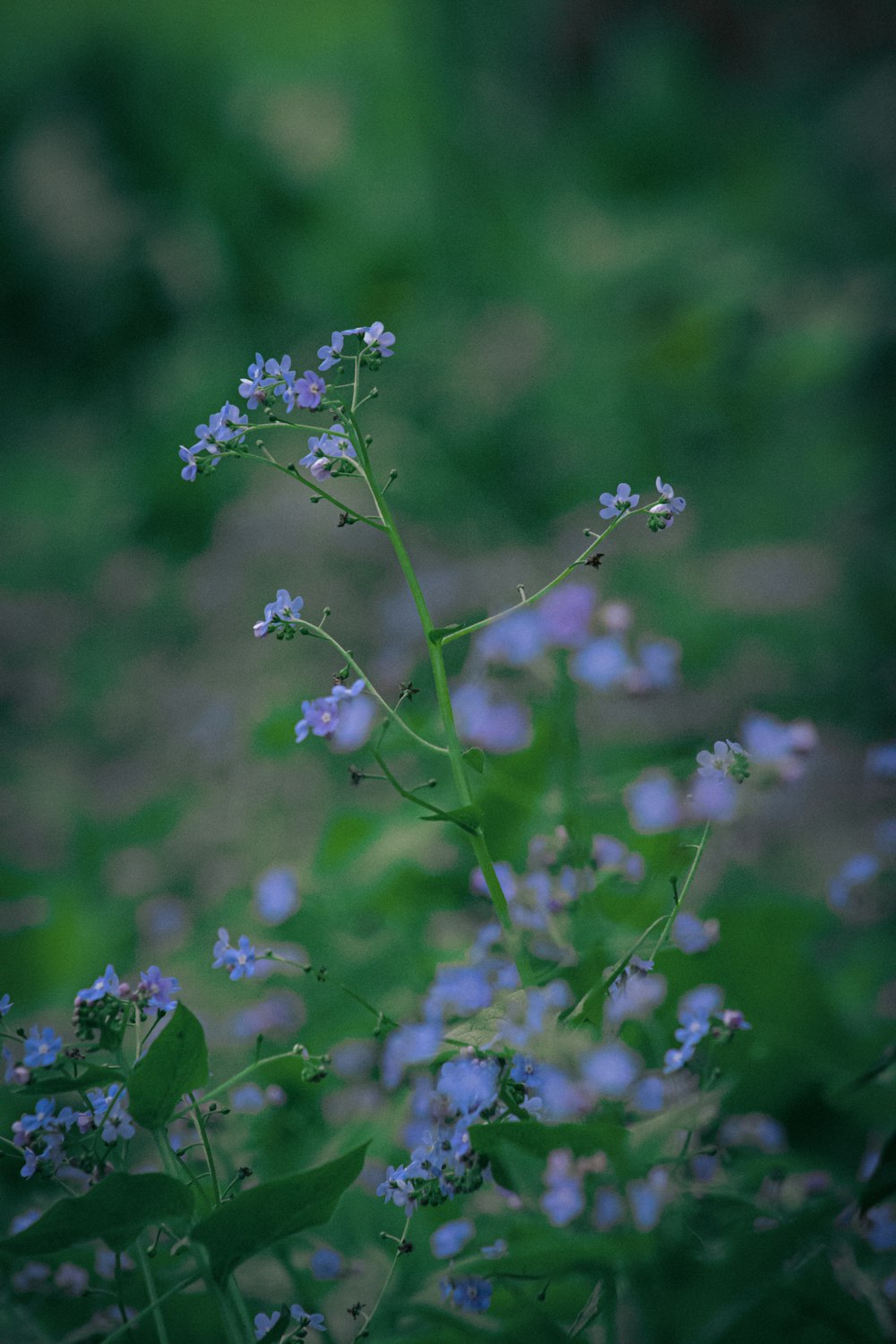 a bunch of small blue flowers in a field