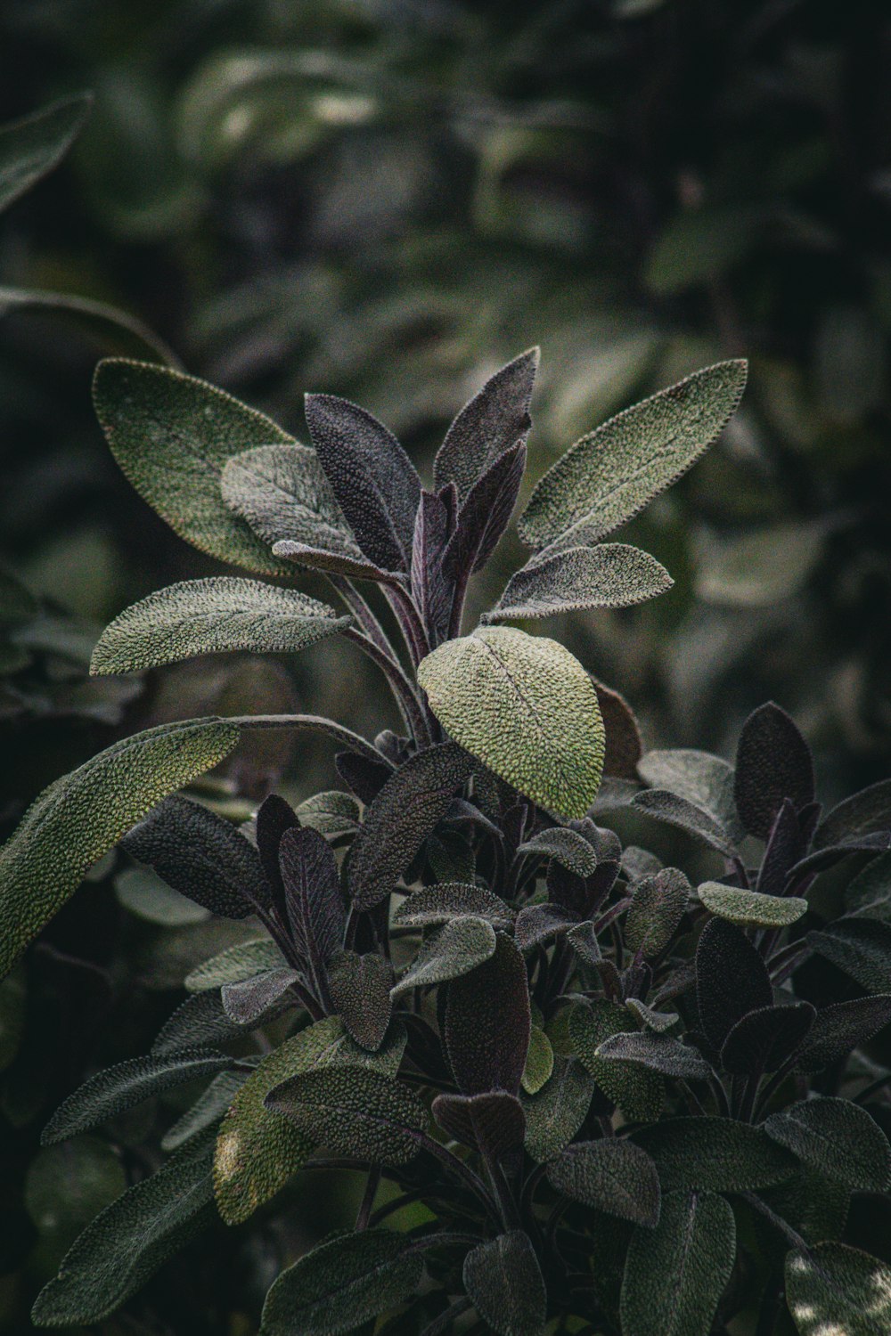 a close up of a bush with leaves