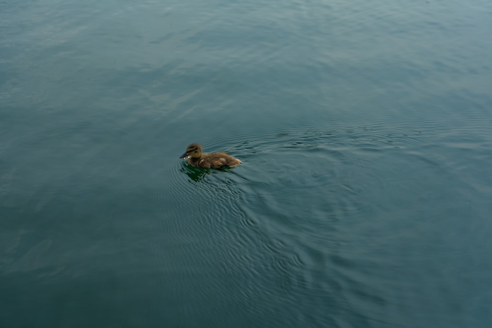 um pato está nadando na água