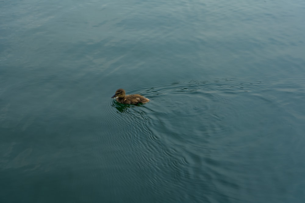 a duck is swimming in the water