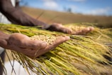 A close-up of hands holding freshly harvested grains.