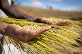 A smiling farmer holding freshly harvested millet stalks in a lush green field.