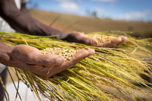 Hands holding freshly harvested finger millet stalks with the golden fields in the background.