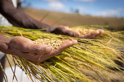 Close-up of hands holding freshly harvested spices in a rural farm setting.