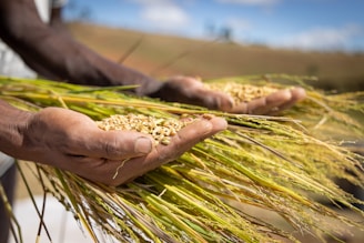 a person holding a bundle of wheat in their hands
