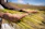 Close-up of hands holding fresh millets with a rustic farm background.