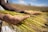 Close-up of a farmer's hands holding freshly harvested grains in a bright field.