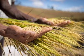 A farmer’s hands gently holding freshly harvested sorghum stalks under warm sunlight.
