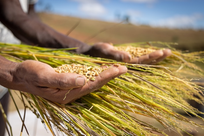 a person holding a bundle of wheat in their hands