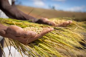 Hands gently holding freshly harvested rice plants, with golden grains resting on the palms. The background features a blurred field under a clear sky.