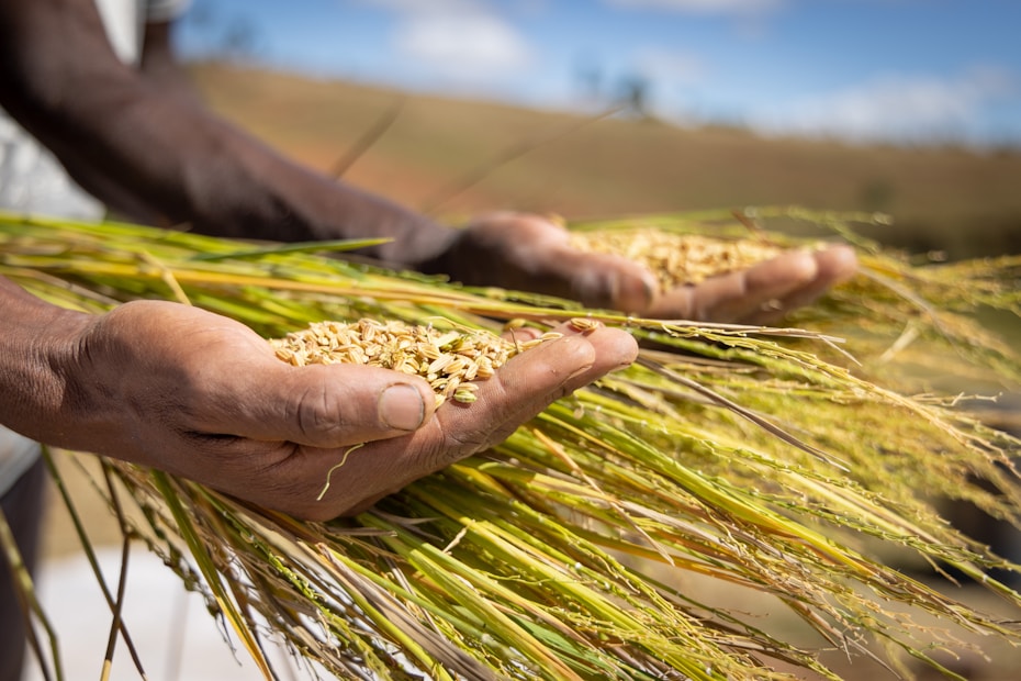 Hands gently holding freshly harvested rice plants, with golden grains resting on the palms. The background features a blurred field under a clear sky.