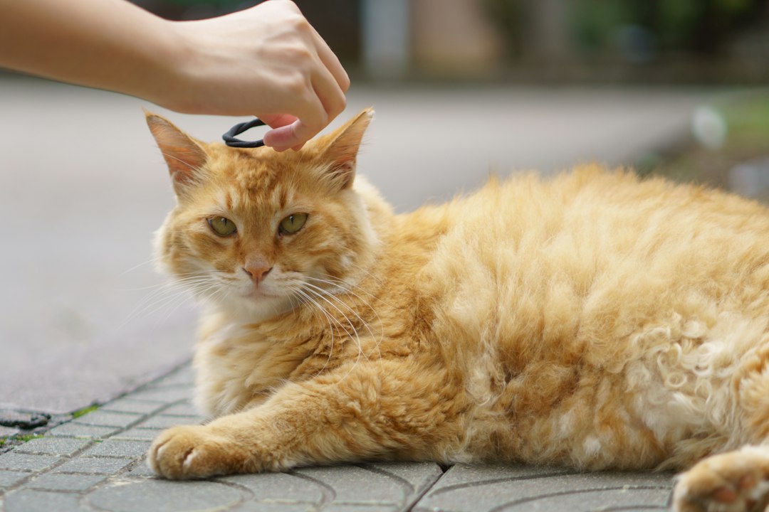 pet medication bottles