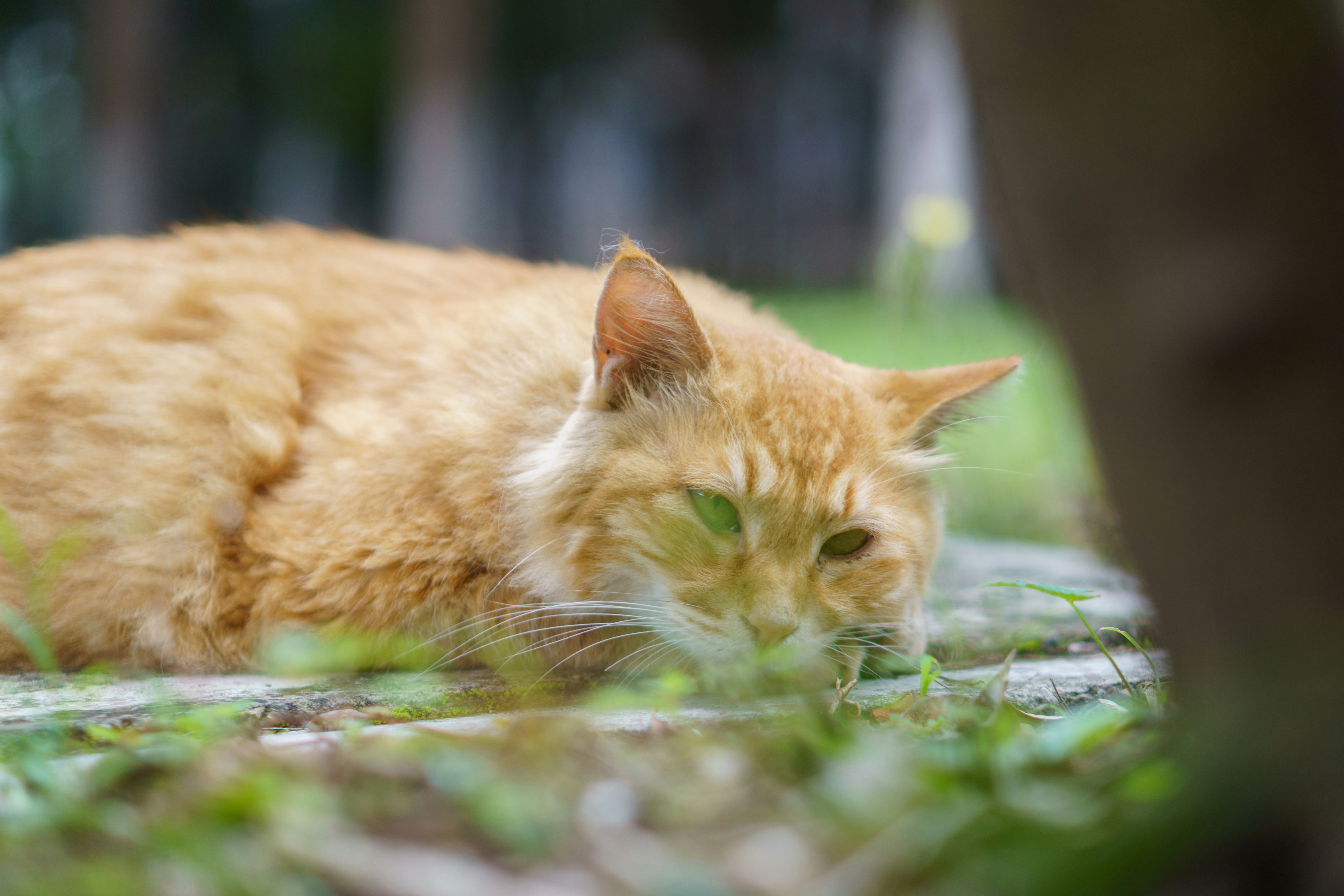 An orange cat laying on the ground next to a tree photo – Free Cat ...