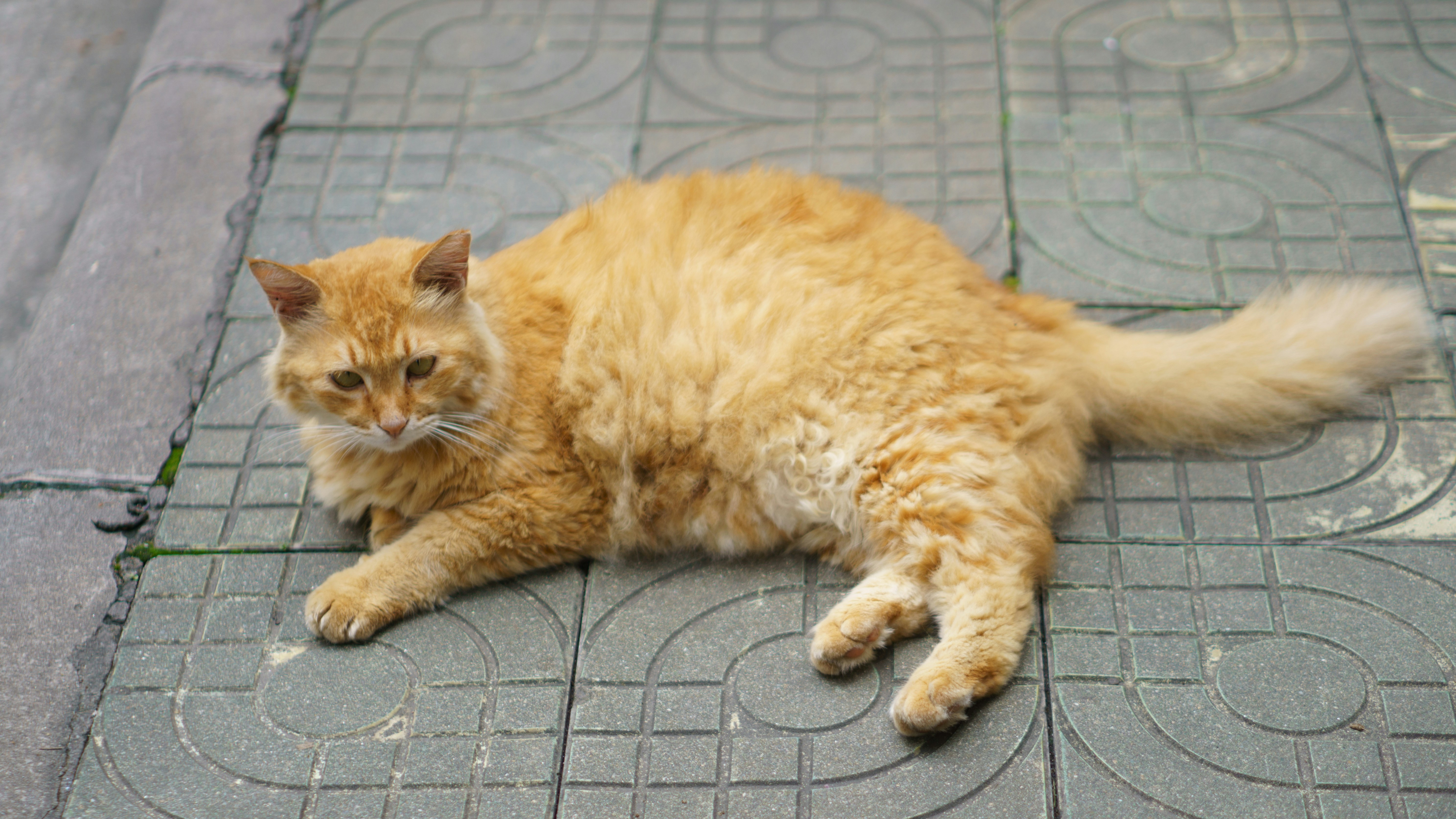 The Ultimate Guide to Flea Treatment for Your Big Feline Friend (UK)