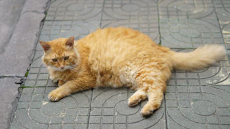 an orange cat laying on the ground