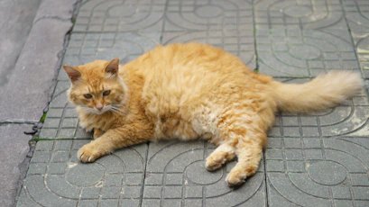 an orange cat laying on the ground