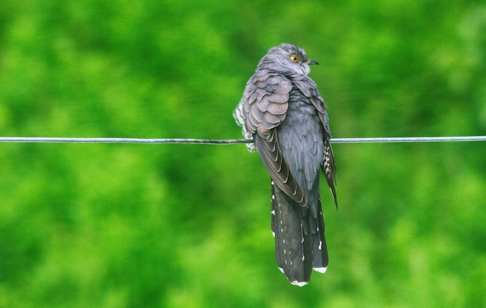 a small bird sitting on a wire in front of a green background