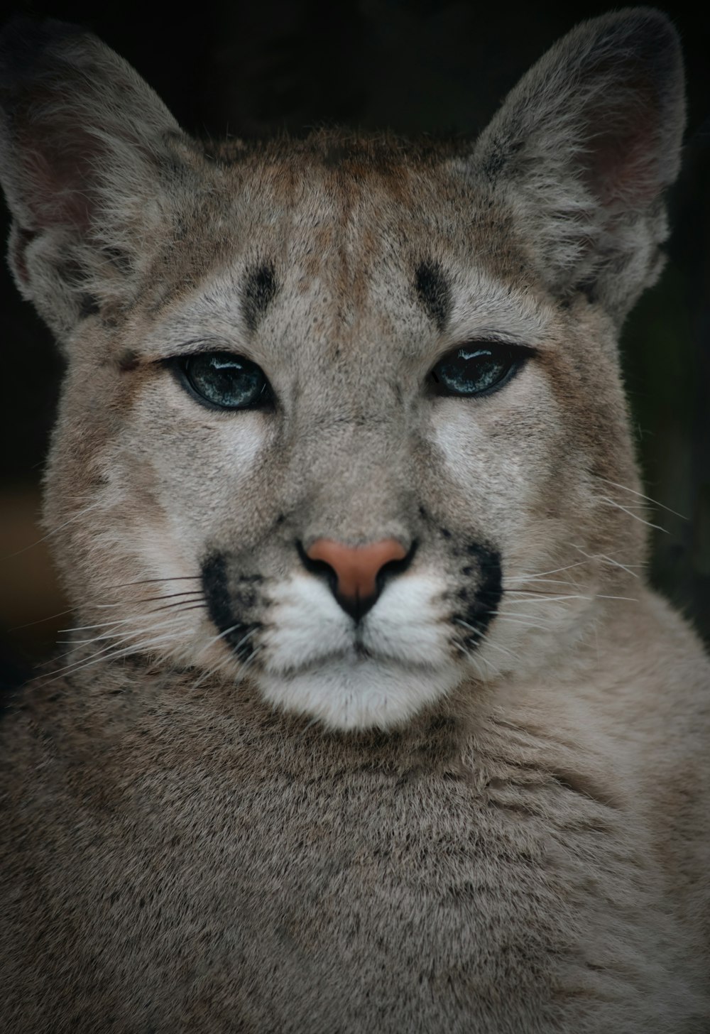 a close up of a mountain lion with blue eyes
