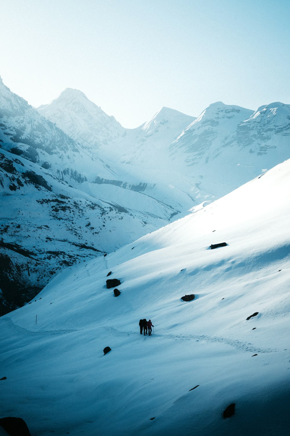 a couple of animals walking across a snow covered slope