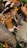 A collection of various animal figurines is piled together, featuring a leopard prominently in the center. Other recognizable animals include a cow, giraffe, and possibly a sheep, among others. The figurines are crafted with distinct colors and details to resemble actual animals.