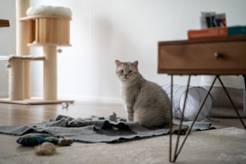 A fluffy gray cat is sitting on a textured gray blanket spread on a wooden floor. Nearby, there are some cat toys and a round cat tunnel. In the background, a multi-level cat tree made of light wood and a table with angled legs can be seen.