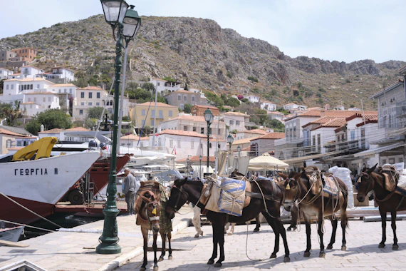 a group of donkeys tied to a lamp post