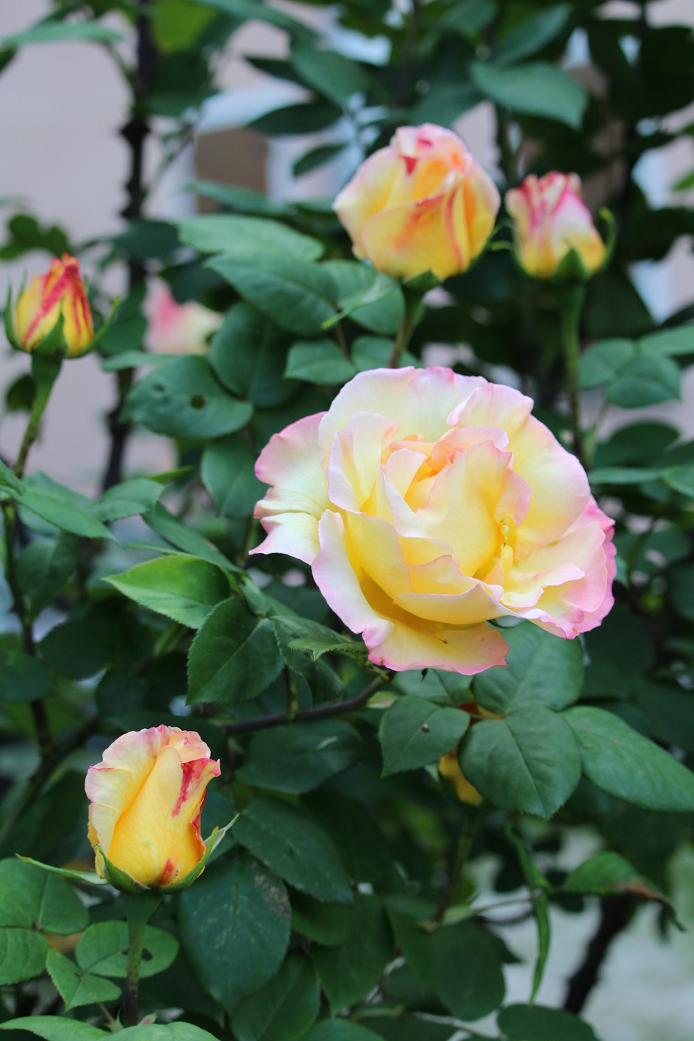 a bush of yellow and pink roses with green leaves