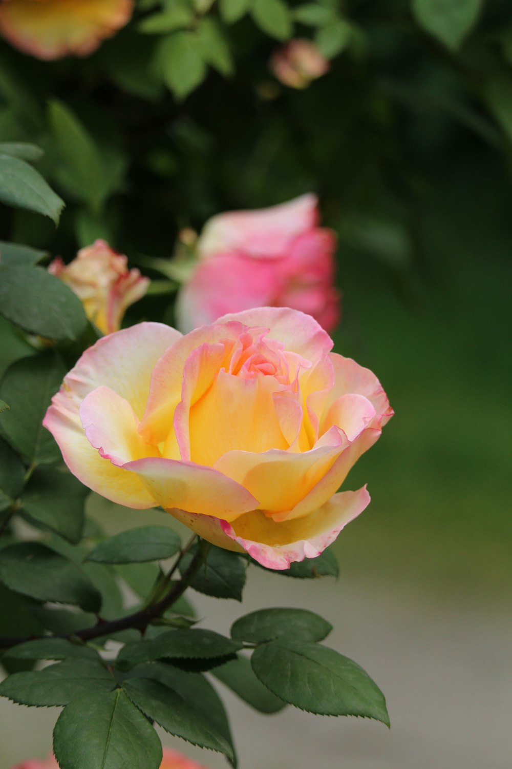 a pink and yellow rose is blooming in a garden