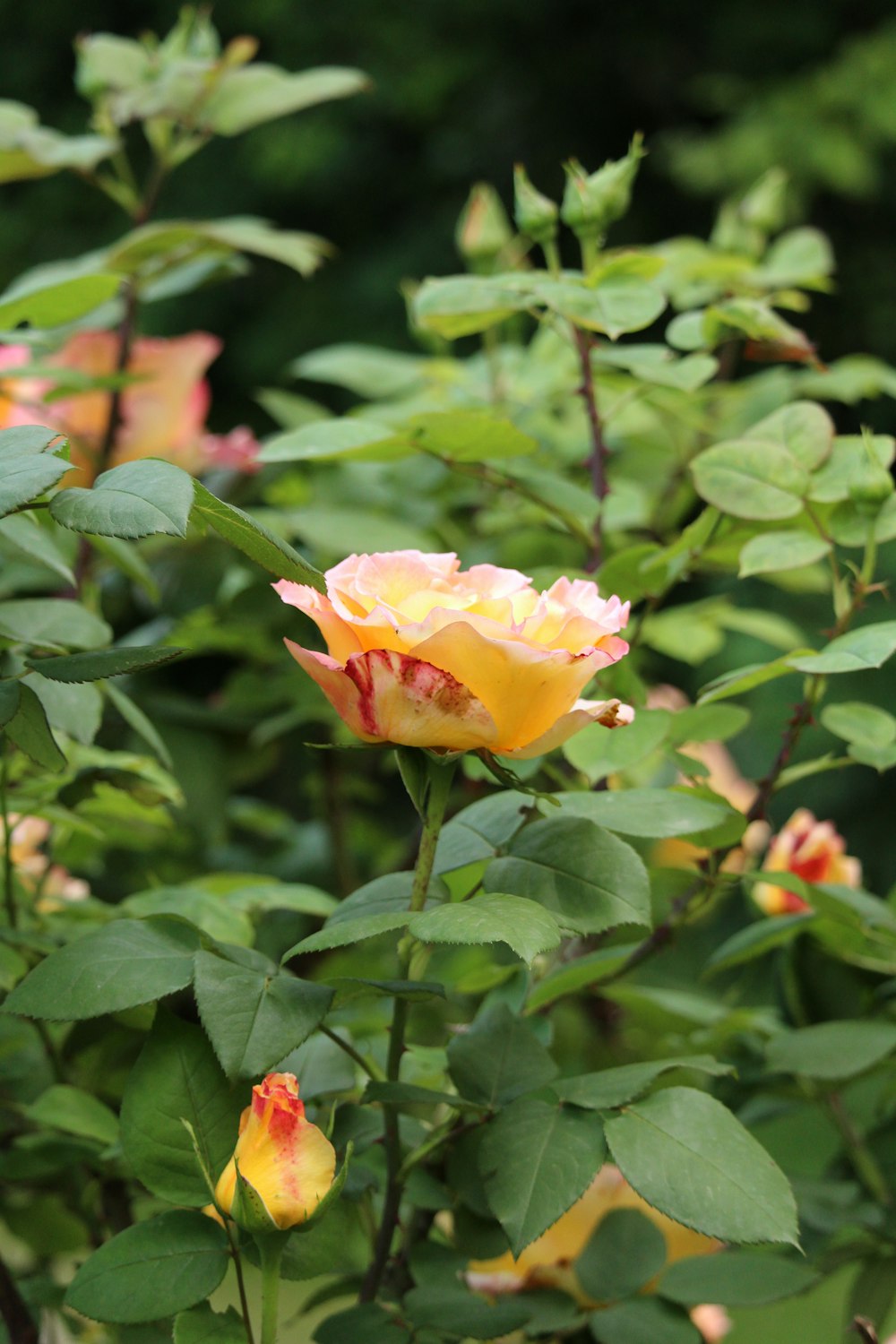 a yellow and pink rose in a garden