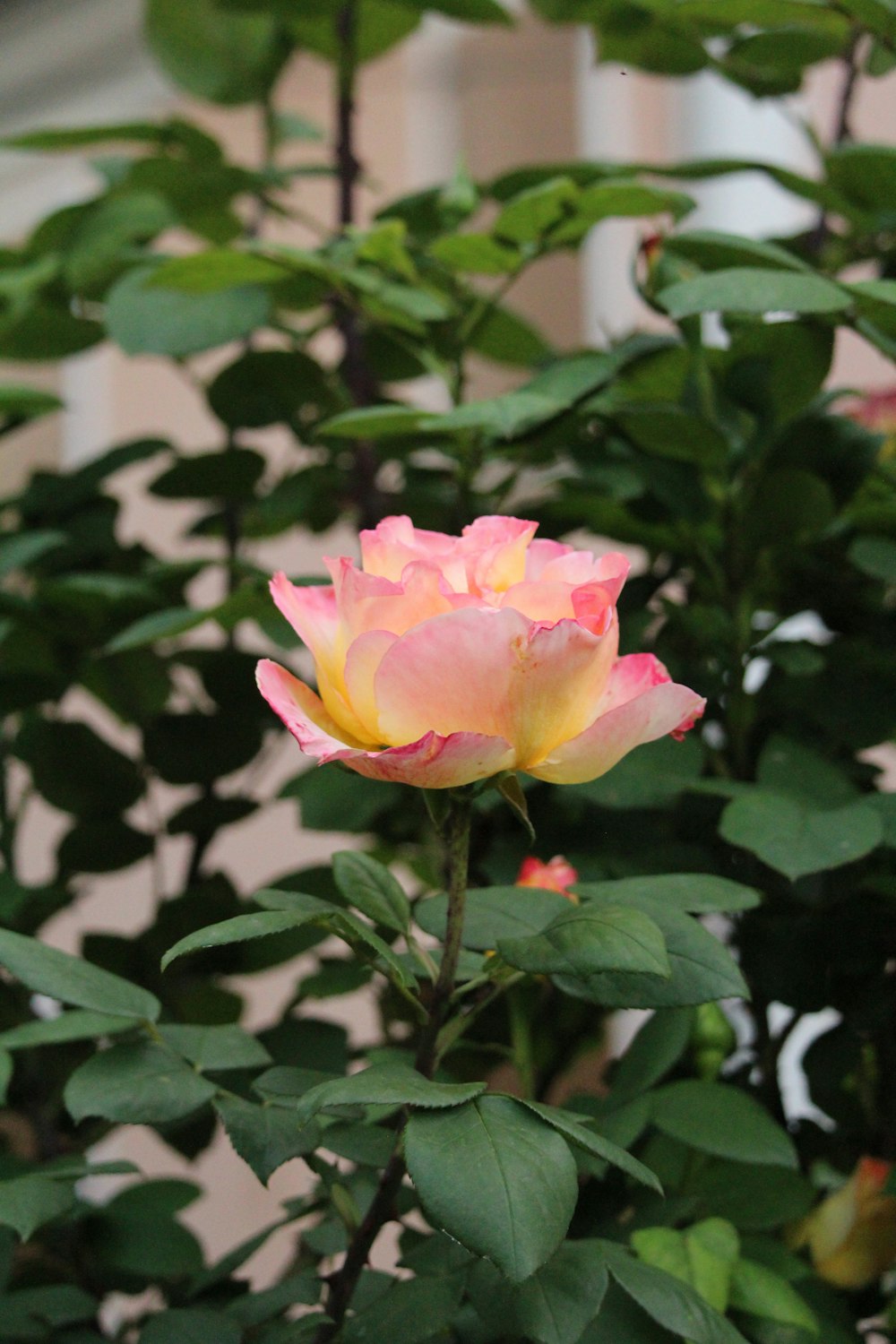 a pink and yellow rose in a garden