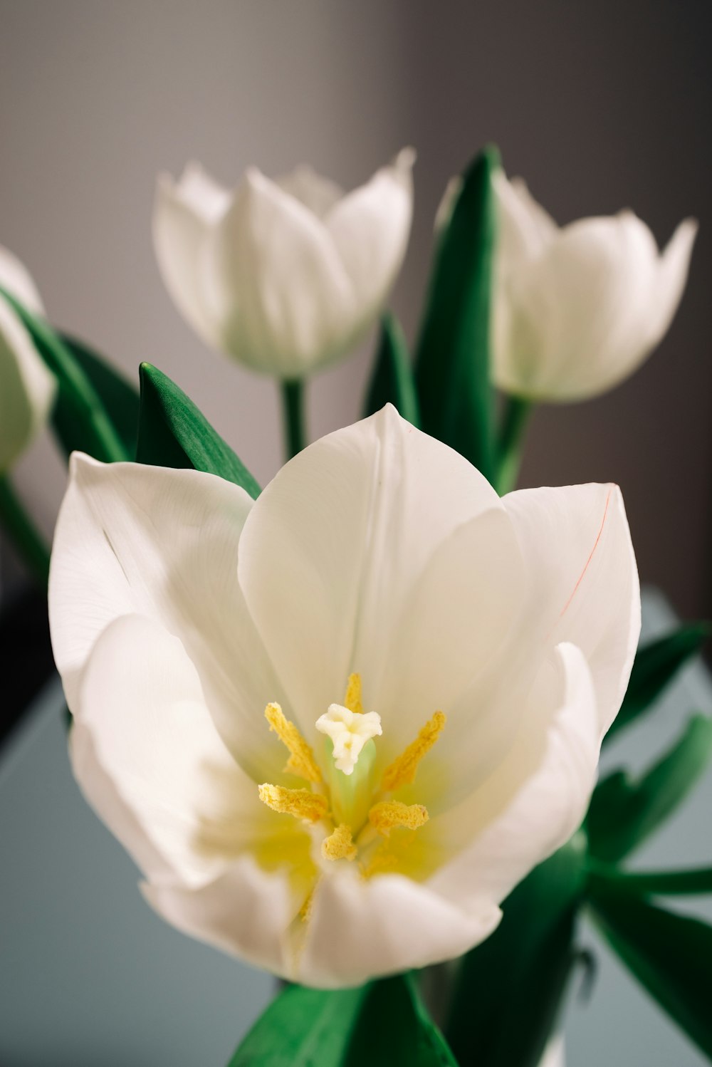 a close up of a white flower with green leaves