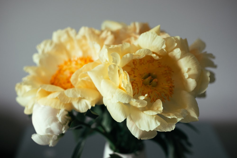 two yellow flowers in a white vase on a table