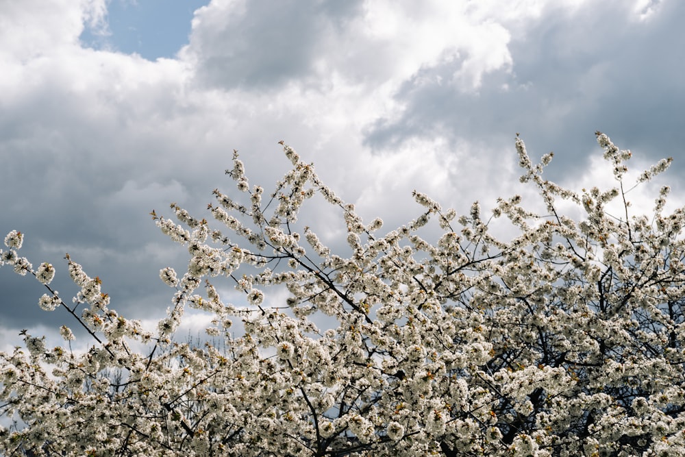 a tree with white flowers in front of a cloudy sky