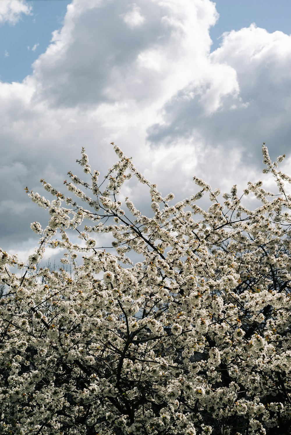 a tree with white flowers in front of a cloudy sky