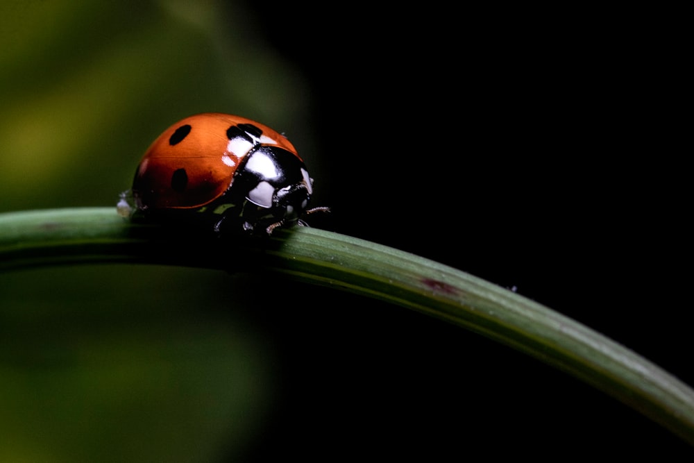 a lady bug sitting on top of a green leaf