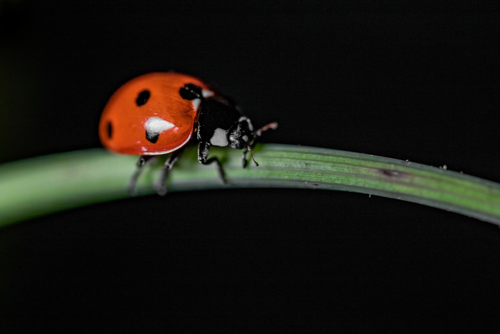 a lady bug sitting on top of a green leaf