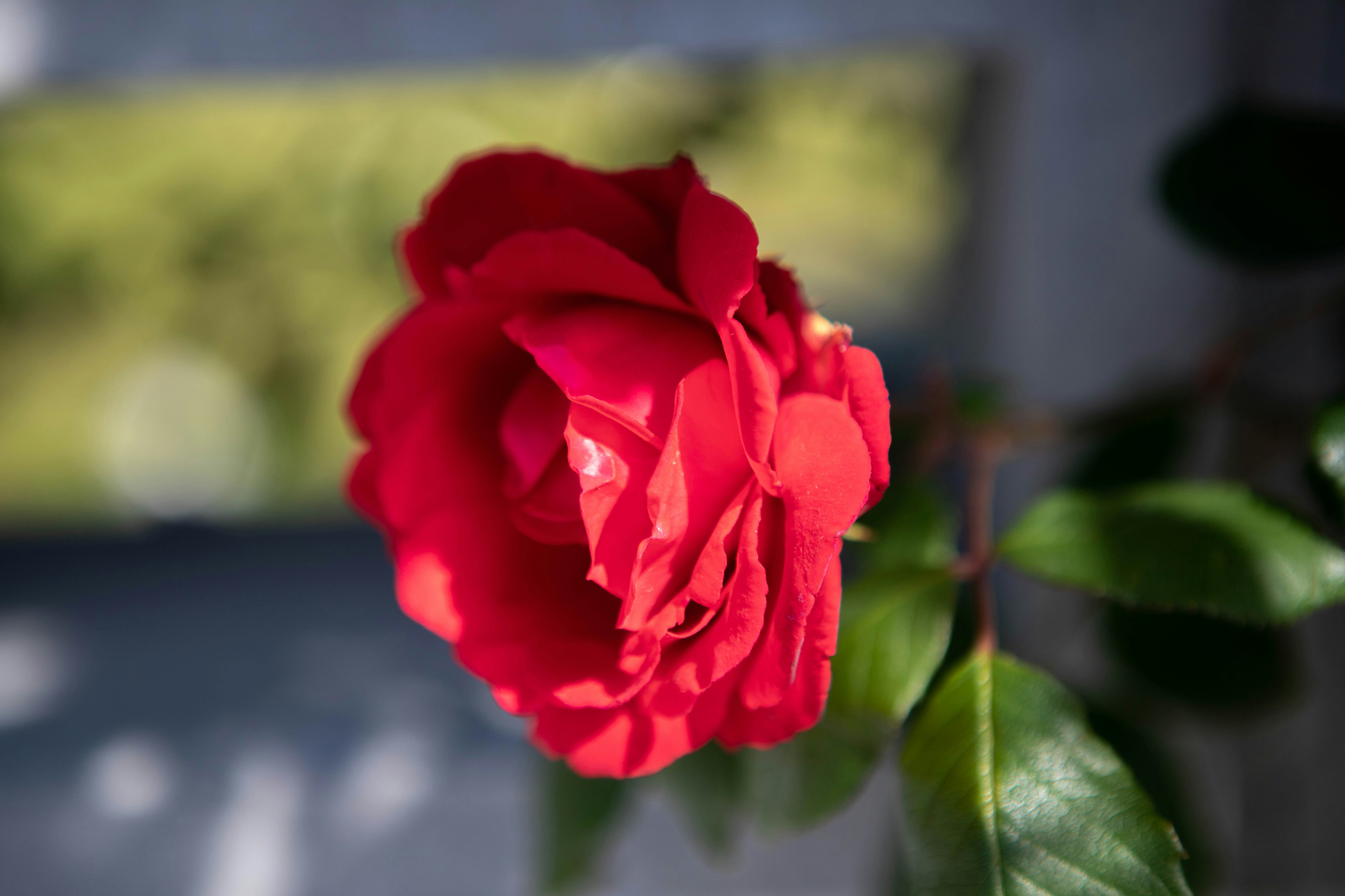 Rosa Roja Clásica