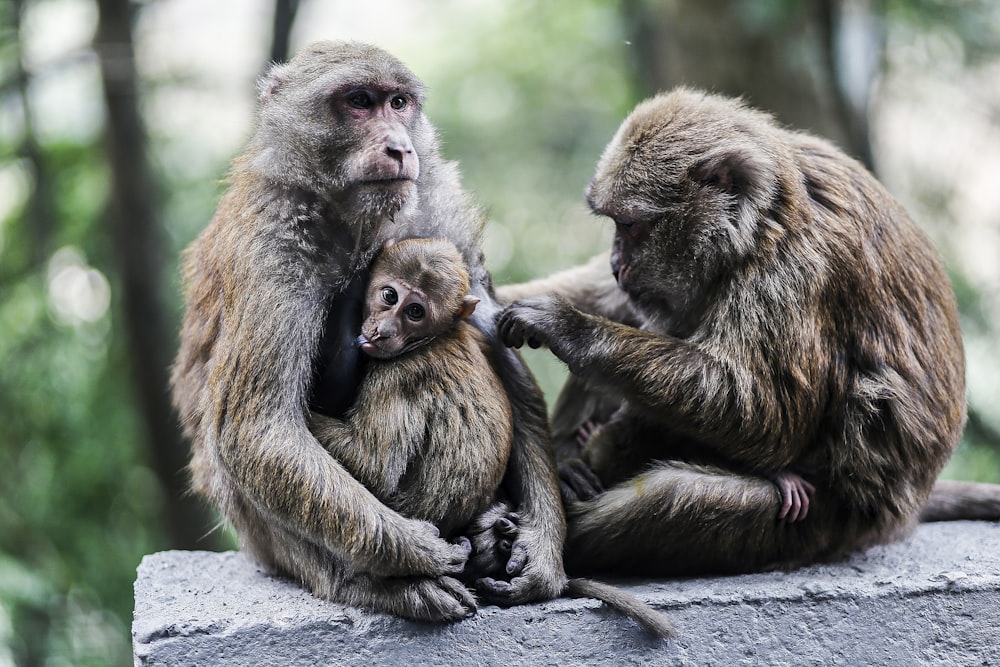 a group of monkeys sitting on top of a rock