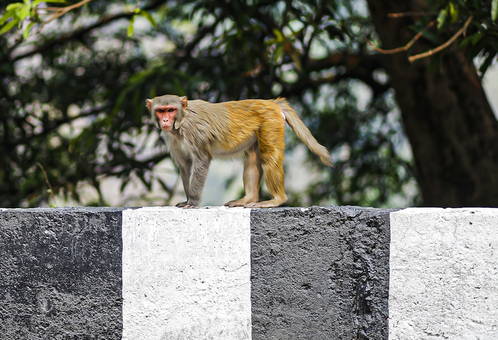 a monkey standing on top of a cement wall