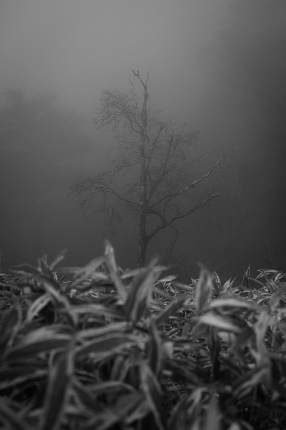 a lone tree in the middle of a foggy field