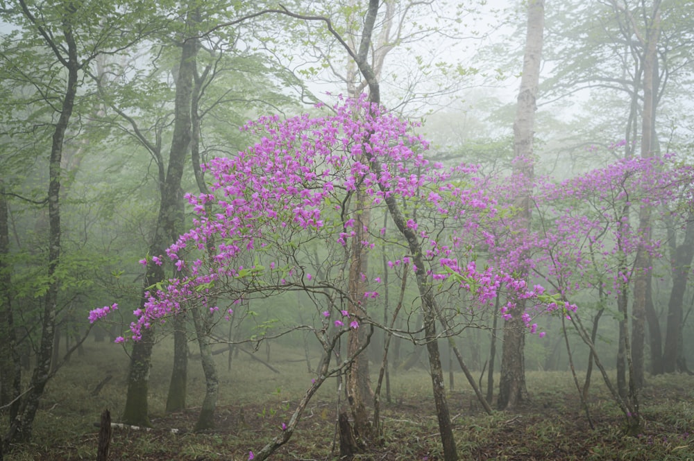a purple bush in the middle of a forest