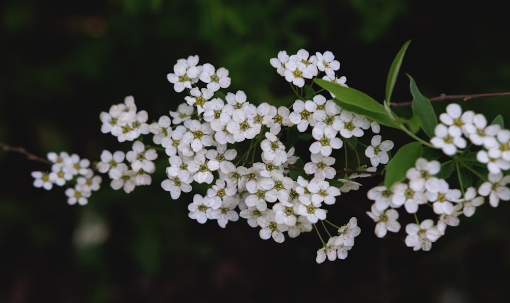 a bunch of white flowers with green leaves