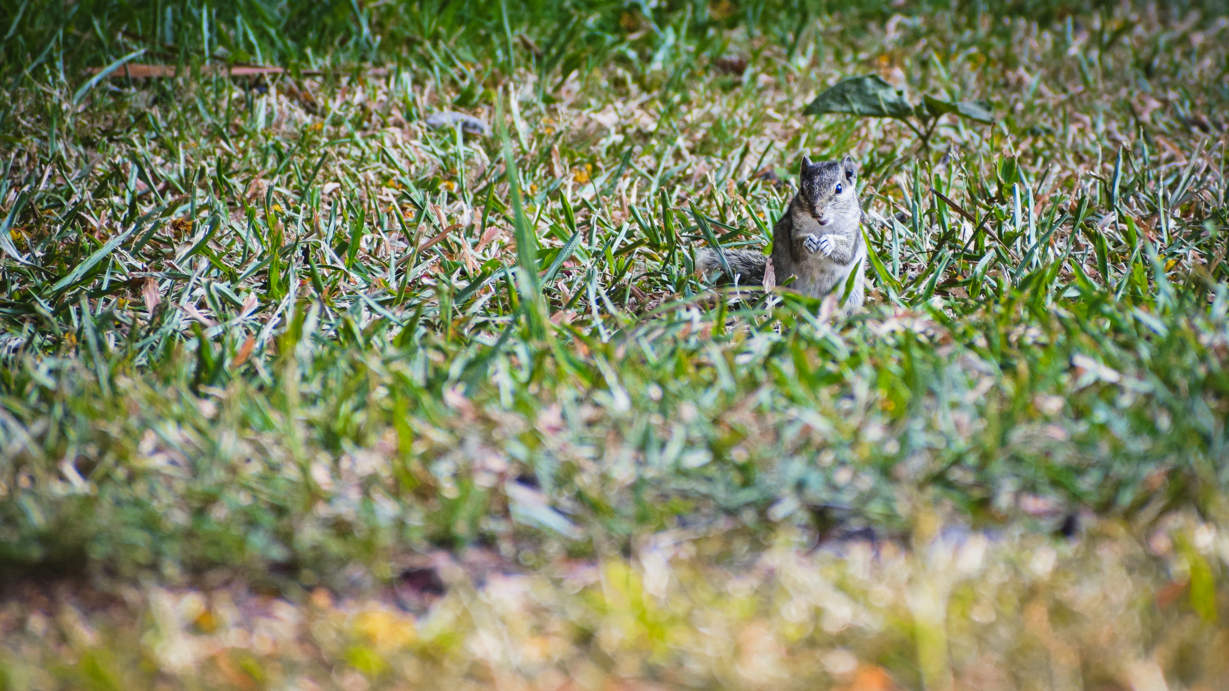 a small bird is sitting in the grass