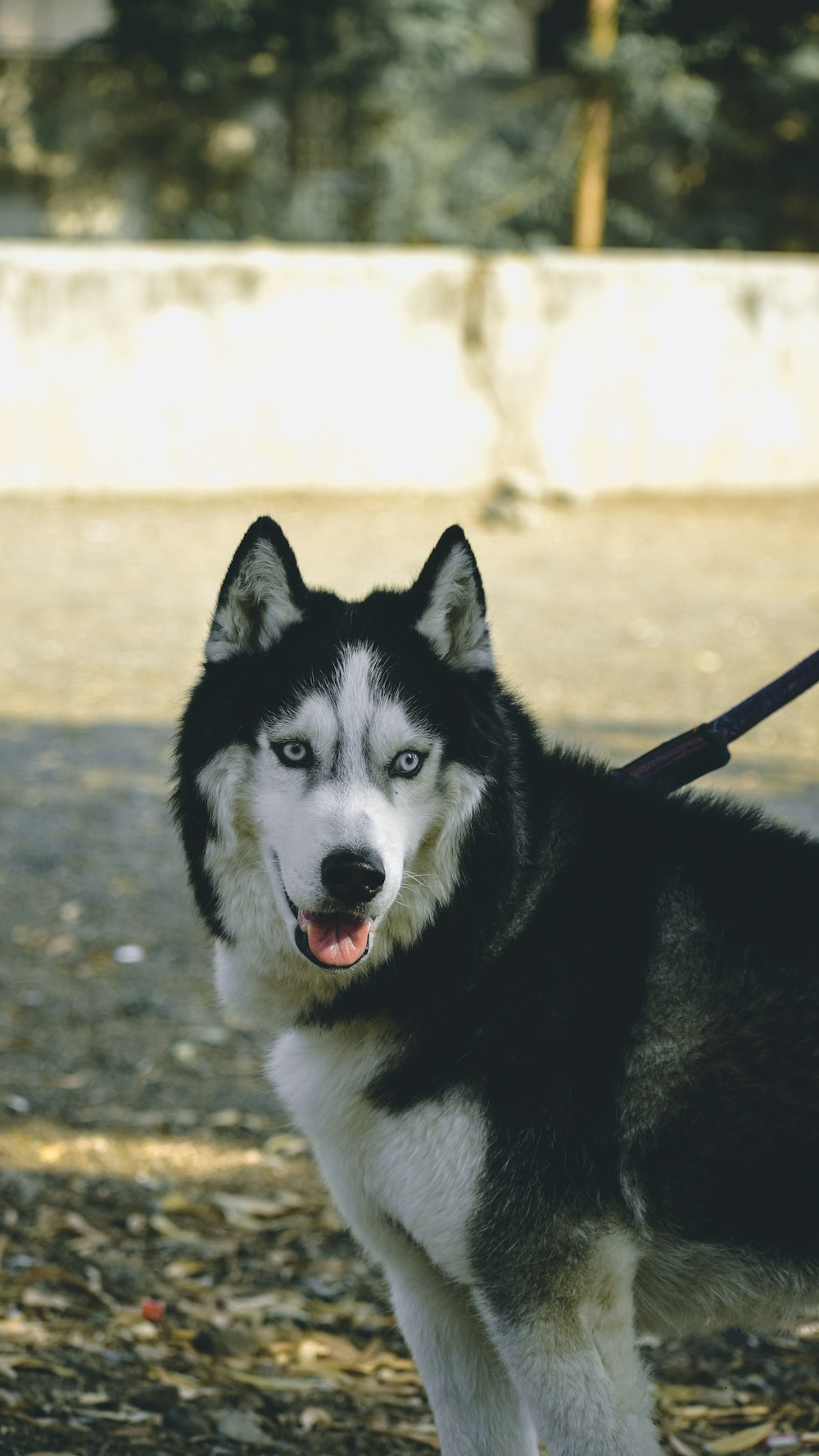 a black and white dog standing on top of a field