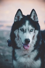 A Siberian husky with striking blue eyes and a thick, fluffy coat stands facing forward. The fur is black and white, with the prominent white face featuring an expressive stare. Its tongue is slightly out, giving a friendly appearance.